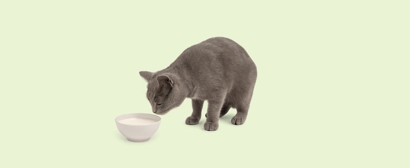 Ernährungsmythos #13: „Katzen können Milch gut vertragen – sie mögen sie ja so!“