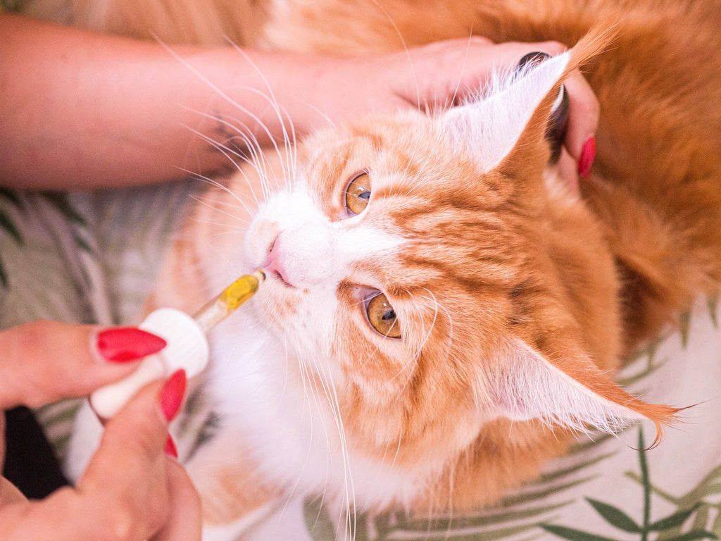 Katze wird mit Pipette mit Lachsöl gefüttert