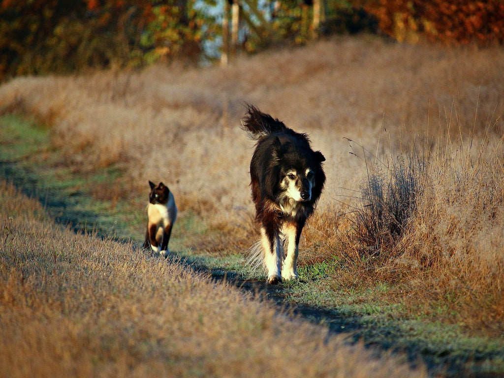 Hund und Katze Spaziergang auf einem Weg