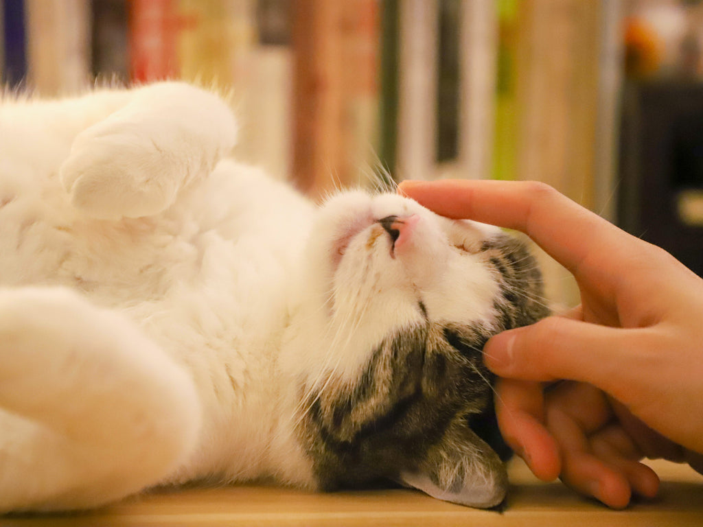 Bierhefe bei der Katze: Wirkung der natürlichen Futterergänzung - Wolfsbacher Natur - empact brands