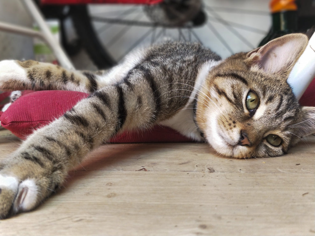 Bierhefe bei nierenkranker Katze: Darf man Katzen mit CNI Bierhefe füttern? - Wolfsbacher Natur - empact brands