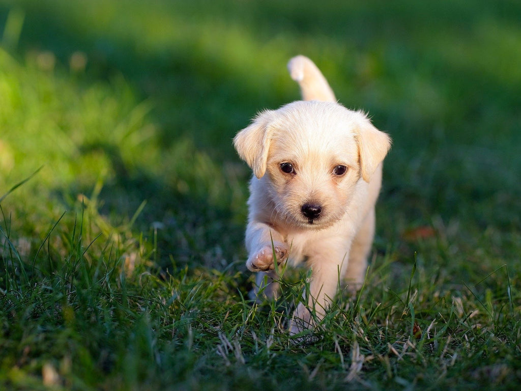 Bierhefe beim Hund: Diese Eigenschaften hat das natürliche Mittel - Wolfsbacher Natur - empact brands