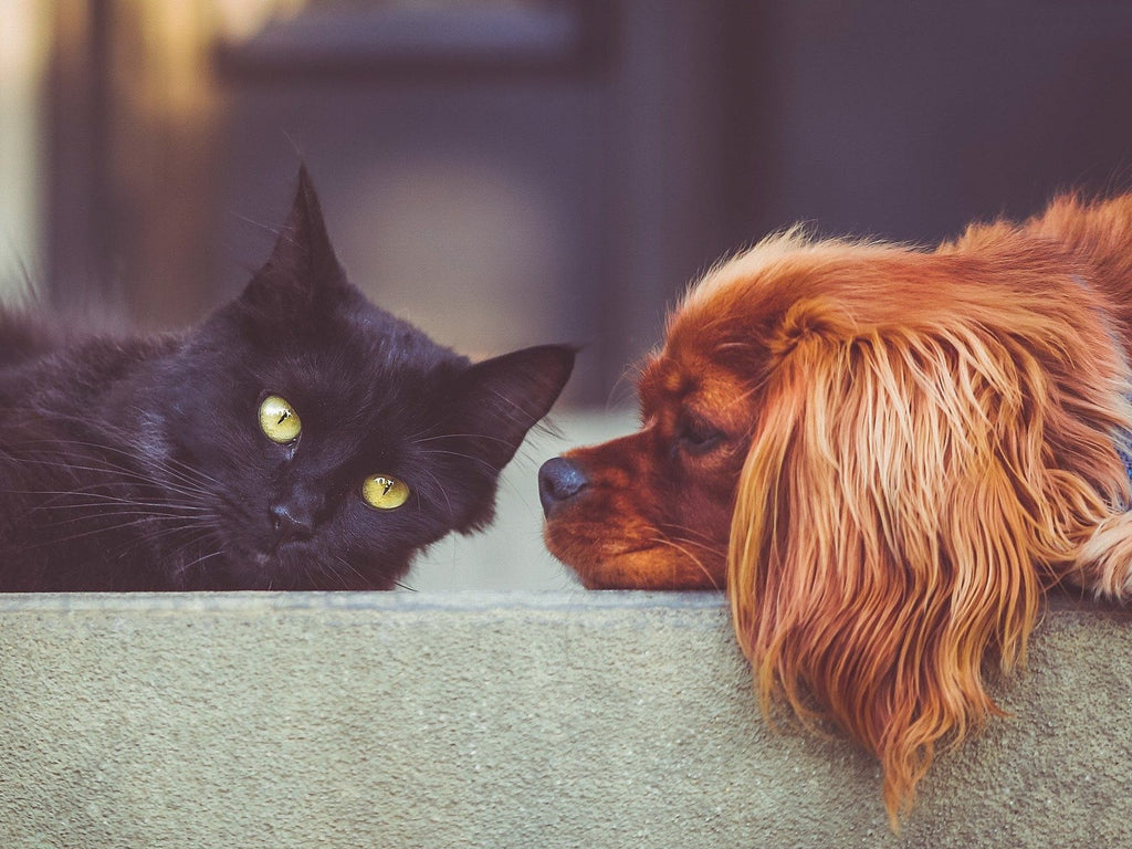 Bierhefe: Wirkweise und Unverträglichkeiten bei Hund und Katze - Wolfsbacher Natur - empact brands