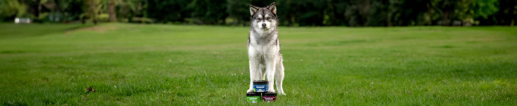 Funktionale Snacks: Kleine Happen, großer Unterschied für die Gesundheit deines Tieres - Wolfsbacher Natur - empact brands