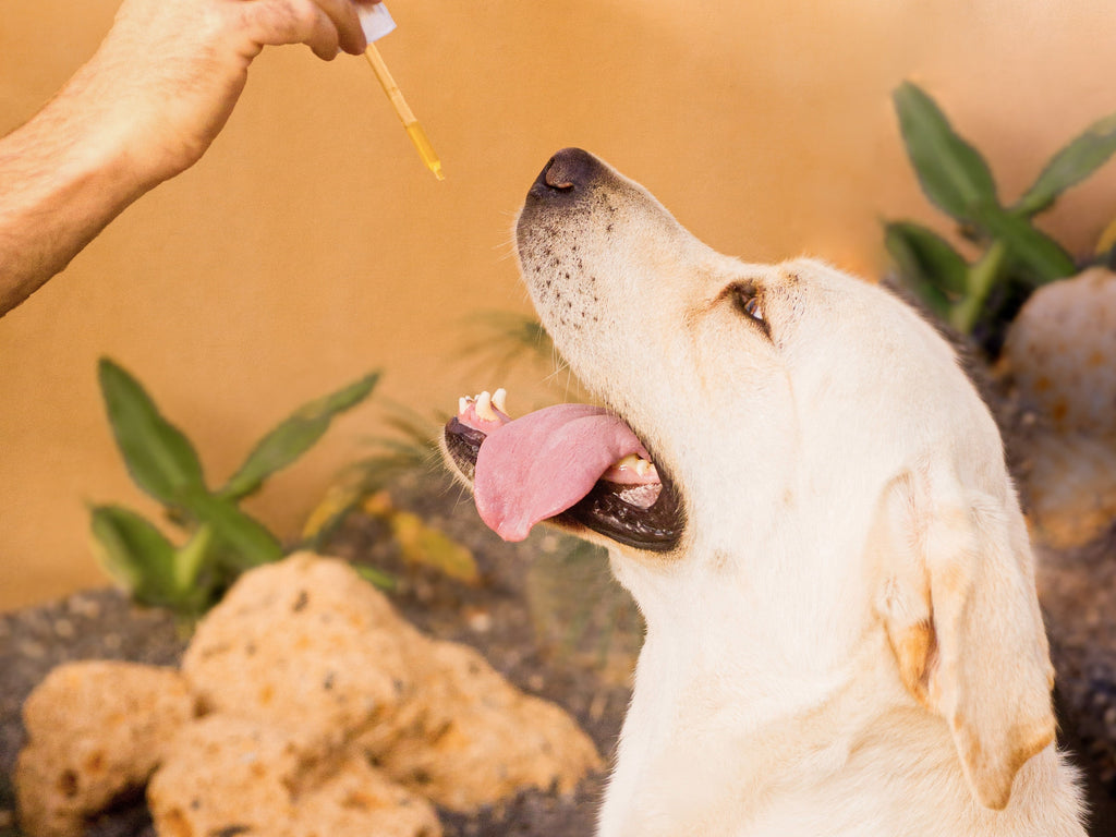Lachsöl für Hunde: Das sind die Wirkungsbereiche der Futterergänzung - Wolfsbacher Natur - empact brands