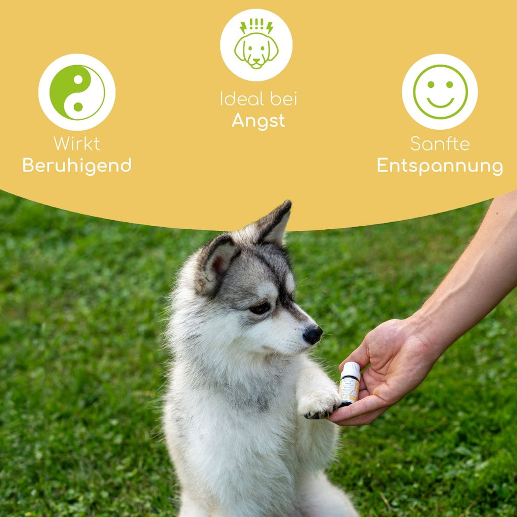 Bachblüten Globuli – Angst - Wolfsbacher Natur - empact brands - 