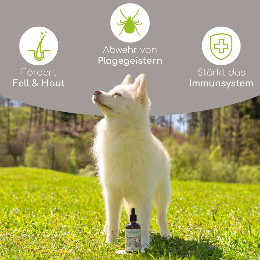 Bio Schwarzkümmelöl - Wolfsbacher Natur - empact brands - 50ml